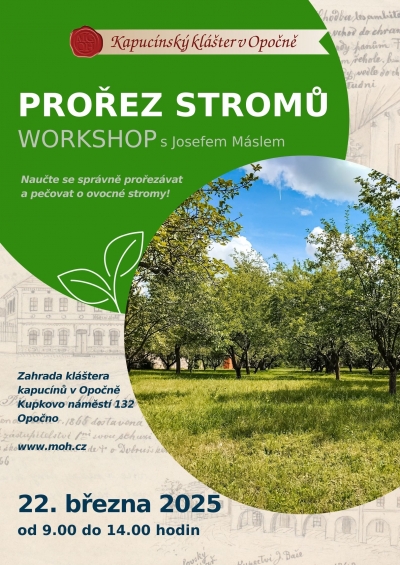 Prořez stromů